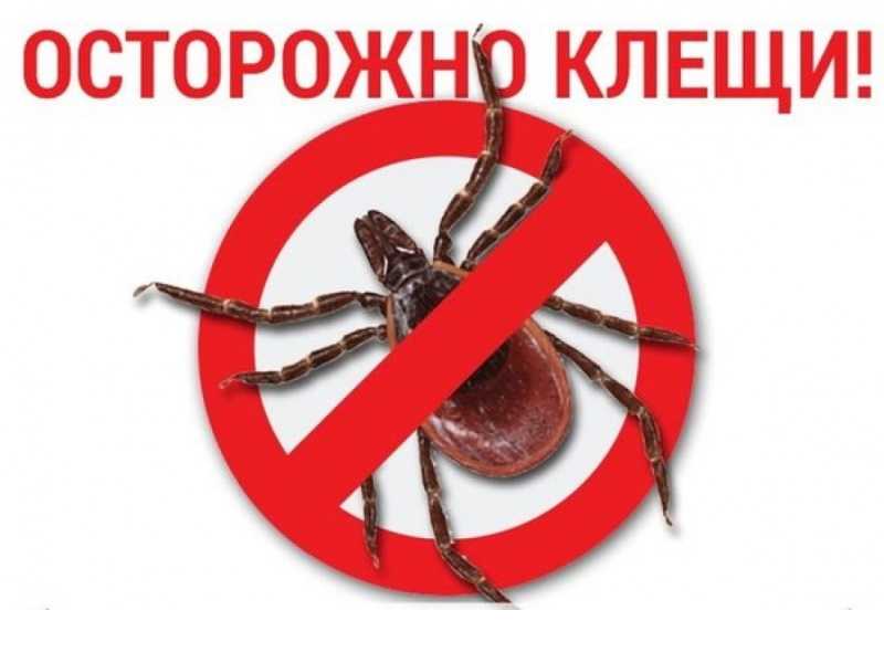 Осторожно – клещи! Памятка для детей и взрослых.